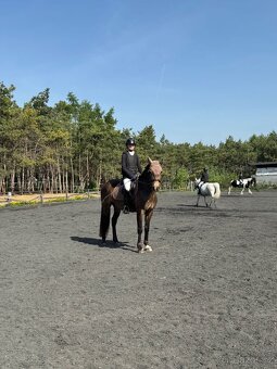 Český sportovní pony s velkým srdcem a potenciálem - 7