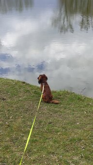 Jezevčík dlouhosrstý standard - 7