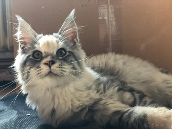 Mainská mývalí sPP - 7