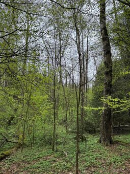 Prodám lesní pozemek v k.ú. Bednáreček - 7