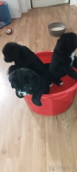 Bernský salašnický pes štěňata bez PP - 7