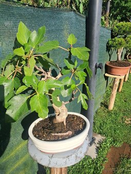 Bonsaj, bonsai Smokvoň - 7