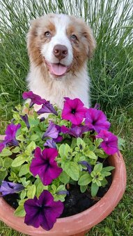 Australský ovčák s PP - red merle - 7