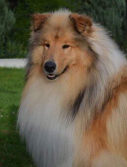 KOLIE DLOUHOSRSTA ZLATA Pes - 7