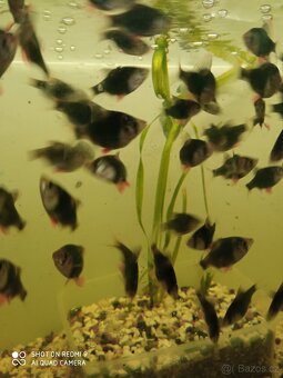 prodej novinek ze dvora - 7