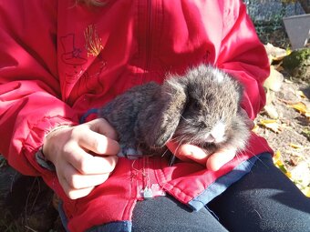 Zakrslý králík - 7