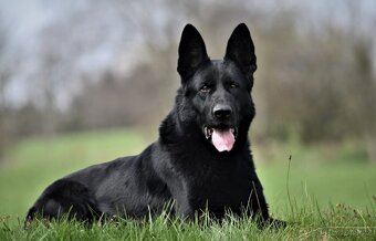 Německý ovčák štěňata s PP - feny - 7