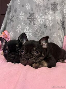 Francouzský buldoček - 7