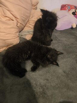 Mainská mývalí koťata s PP - 7