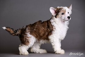 Čínsky chocholatý pes - šteniatka - 7
