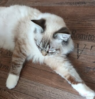 Kocourek seal mitted lynx ragdoll s PP - 7