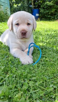 Labradorský retrívr s PP - 7