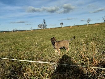 štěně - fenka - 7