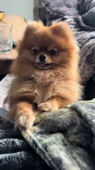Pomeranian mini - 7