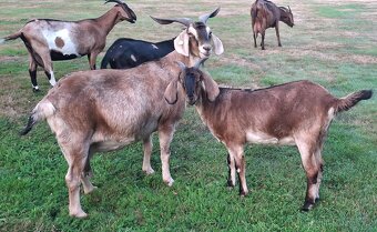 Kozička podílová anglonubijská - 7