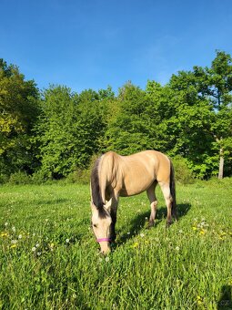 Sportovní pony klisna - 7
