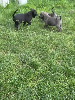 Cane corso bez pp - 7