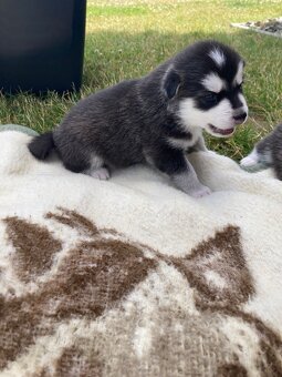 Sibiřský husky štěně - 7
