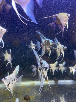 Skalára amazonská - 7