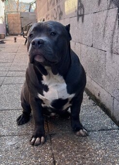 American Bully - 7