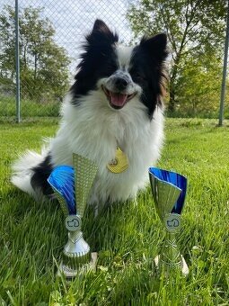 Německý špic s PP STRAKOŠ - 7