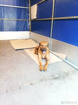 Přívěs Vapp 2.46 , valníkový s plachtou - 7