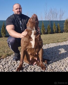 American bully xl - 7