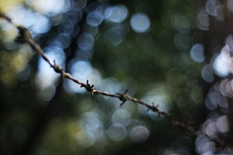 Minolta MC Rokkor-PF 50mm f/1.7 - (Minolta MD) - 7