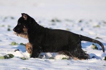 Německý ovčák s PP - štěňata k odběru - 7