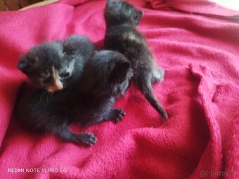 Britská koťátka - 7