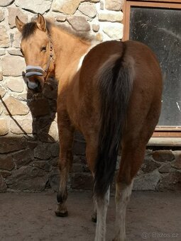 Americký paint horse 🐎 roční hřebeček - 7