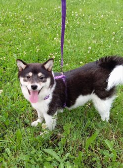 Shiba inu, štěňátko, fenečka. - 7