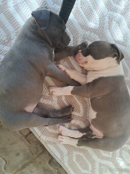 American Bully XL ŠTĚŇATA K ODBĚRU - 7