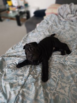 Šarpej 3 měsíce. - 7