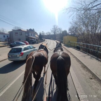 Prodám 3 letou noričku,plemene slezký norik. - 7