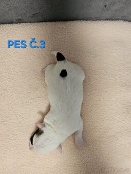 JACK RUSSELL - K REZERVACI - 7