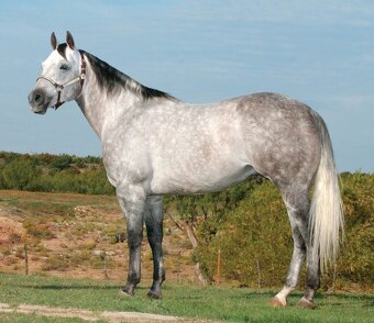 APH blue roan po PG Gunpowder - 7