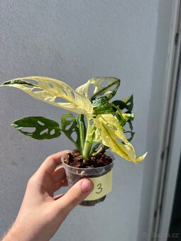 Monstera Adansonii Albo/Variegata a Mint - 7