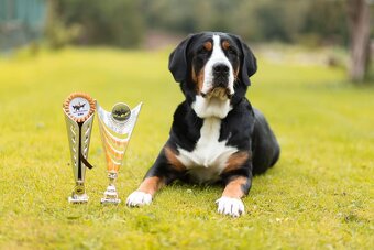 Velký švýcarský salašnický pes s PP - 7