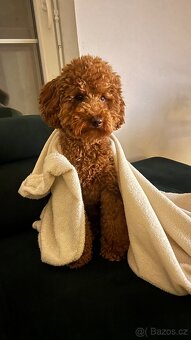 Krytí - Trpasličí Pudl Apricot, 2 roky, 5kg - 7