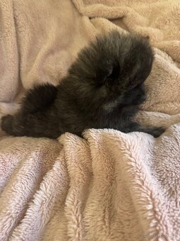 Pomeranian - 7