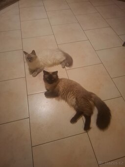 Ragdoll koťátka bez PP - 7
