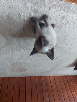 Koťátka Ragdoll bez PP - 7