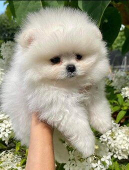 POMERANIAN S PP FCI - z Malebného povltaví - 7