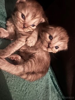 Kocourek - kříženec Ragdoll a Evropské kočky - 7