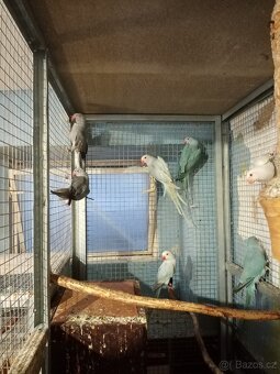 Alexandr malý - 11ks - 7