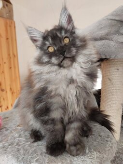 MAINE COON - Mainská mývalia s PP - 7