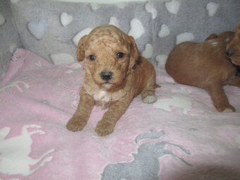 Maltipoo štěňátka - 7
