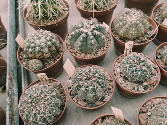 Kaktusy 🌵 - 7