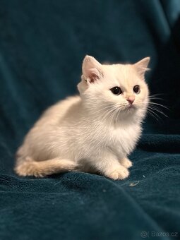 Britské kotě bílá činčila - 7